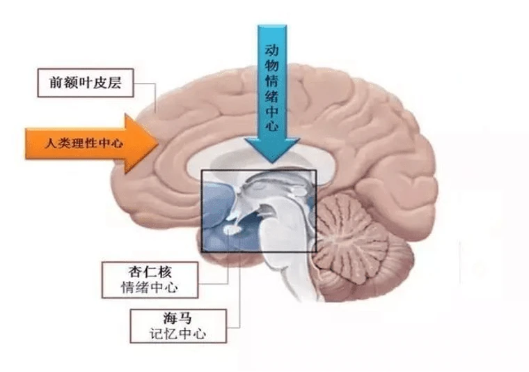 增强记忆的食物_增强记忆力的食谱_增强记忆手机版下载