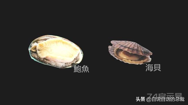 新西兰鲍鱼泛滥，为什么它依旧是奢侈食材？几头鲍的有什么秘密？