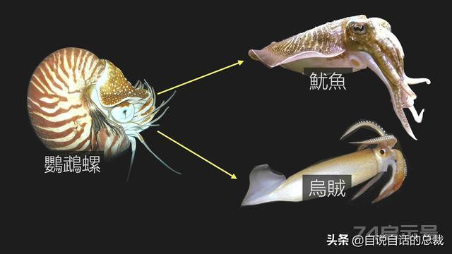 新西兰鲍鱼泛滥，为什么它依旧是奢侈食材？几头鲍的有什么秘密？