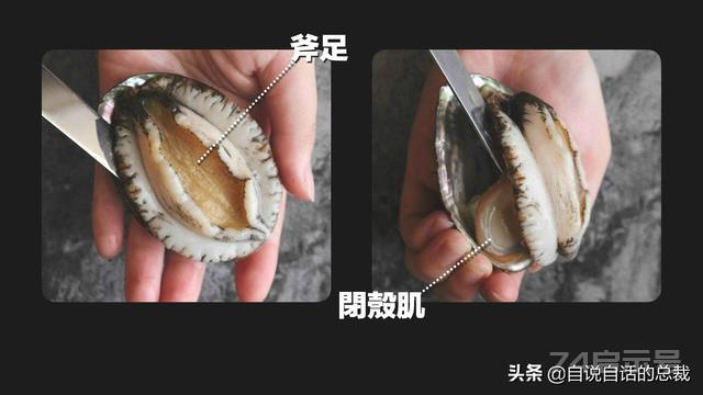 新西兰鲍鱼泛滥，为什么它依旧是奢侈食材？几头鲍的有什么秘密？