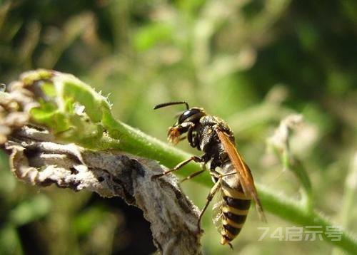 地球上10大最毒的昆虫，杀人蜂第6，第一每年致200万人死亡