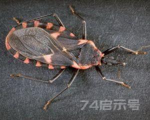 地球上10大最毒的昆虫，杀人蜂第6，第一每年致200万人死亡