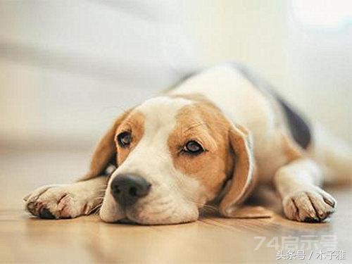 狗狗得了犬瘟热不用怕，下面就是最全的犬瘟热的治疗方法