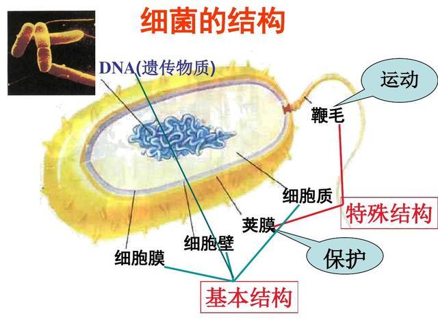 细菌吃我们，什么吃细菌？存在30亿年的“纳米机器人”不手软