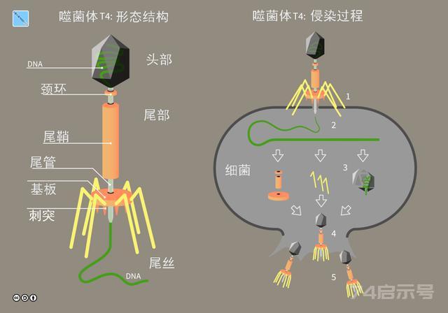 细菌吃我们，什么吃细菌？存在30亿年的“纳米机器人”不手软