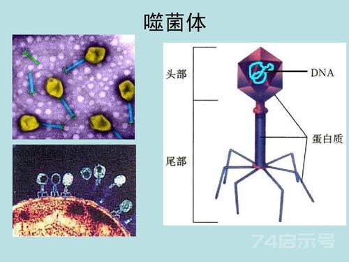 细菌吃我们，什么吃细菌？存在30亿年的“纳米机器人”不手软