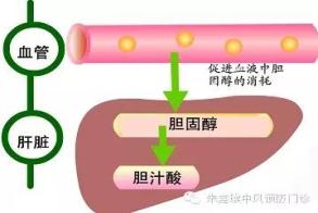 血脂高吃什么_血脂稠可以吃红枣吗_血脂稠可以吃洋葱