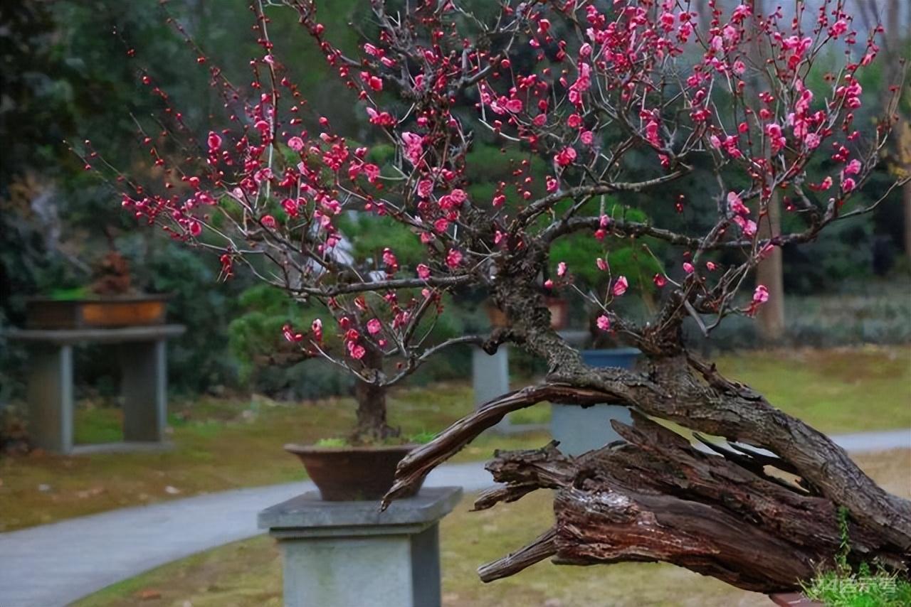 “花草不乱送，送错变仇人”，你知道哪些花不能轻易送人吗？