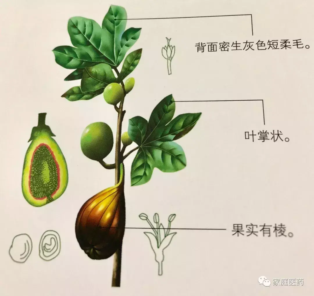 去火的菜_吉科食尚编委会极品大众菜^^^品味私房菜^^^完美宴客菜^^_刮痧去火还是拔罐去火