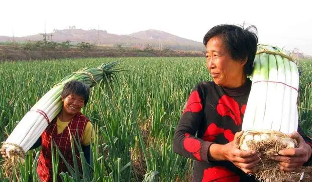 鲁菜代表菜 英语_鲁菜代表菜莴笋炒肉的做法_鲁菜代表菜