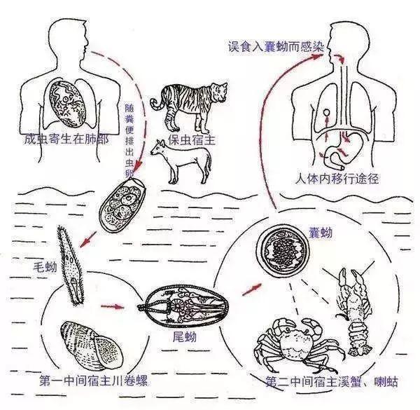 生吃螃蟹易得什么病_韩国酱螃蟹生吃没事吗_韩国酱螃蟹是生吃吗