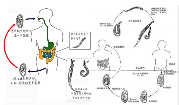 肛门周围潮湿痛_肛门周围痛_感觉有肛门周围颗粒长毛痛