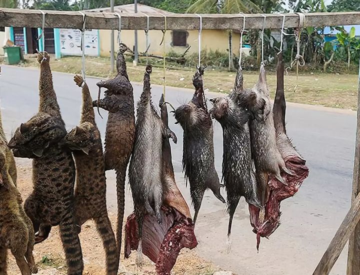 中国麻风皮肤病杂志_麻风病_麻风疫苗不良反应