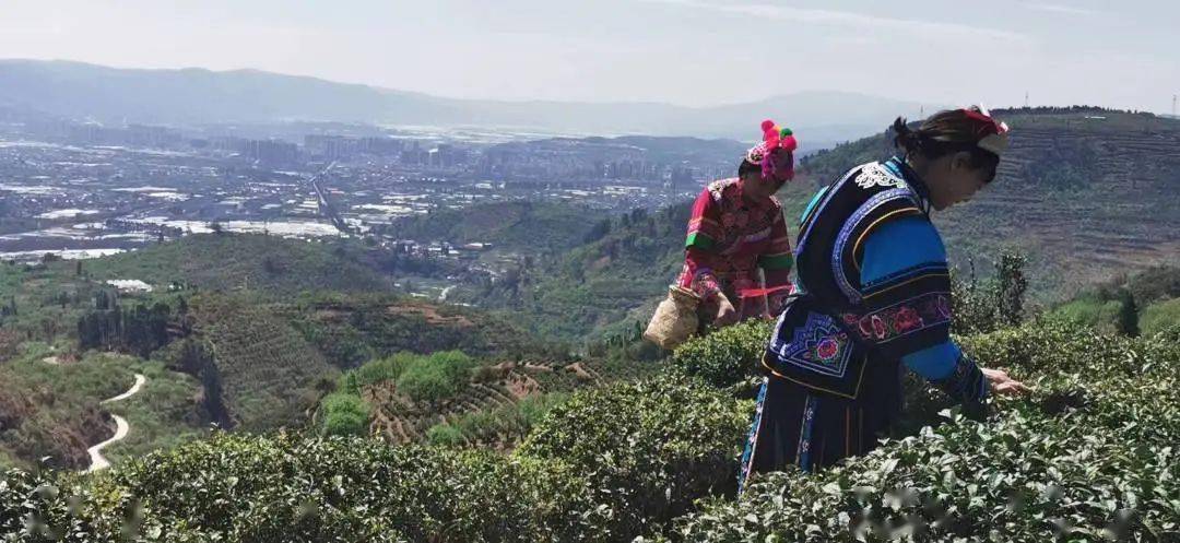 约起来！这个离昆明最近的千年古茶山有花、有烤鸭、还有山歌……