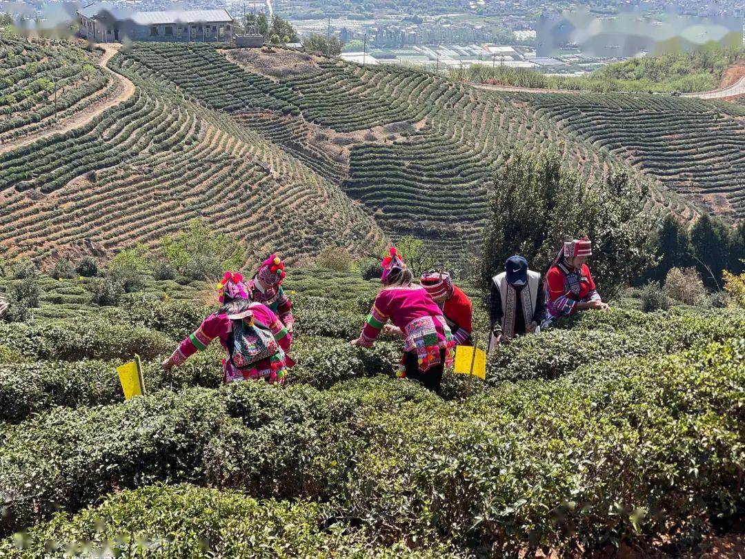 约起来！这个离昆明最近的千年古茶山有花、有烤鸭、还有山歌……