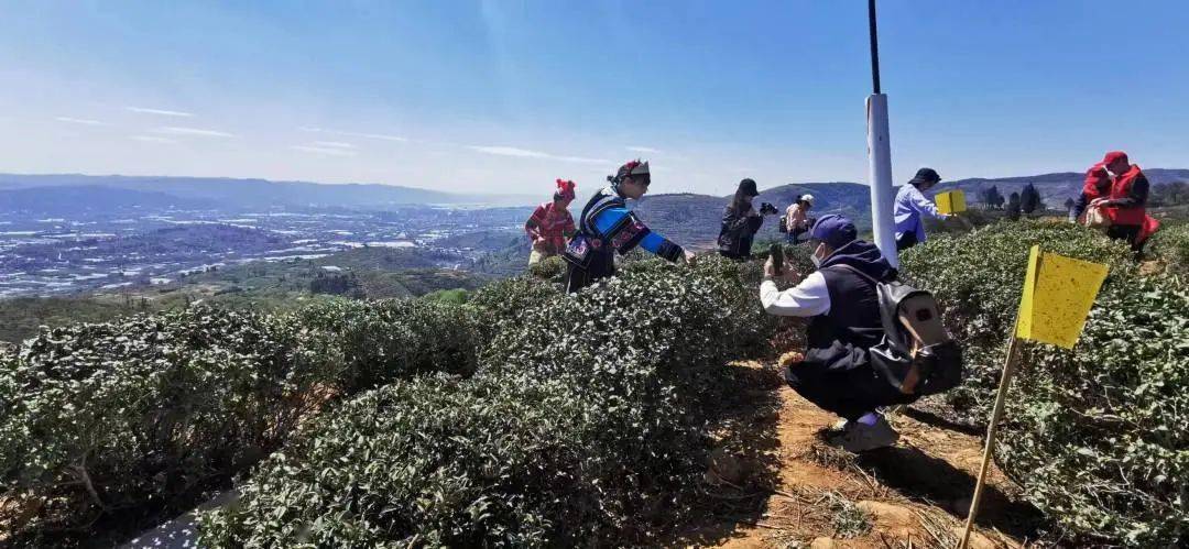 约起来！这个离昆明最近的千年古茶山有花、有烤鸭、还有山歌……