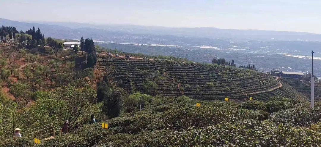 约起来！这个离昆明最近的千年古茶山有花、有烤鸭、还有山歌……