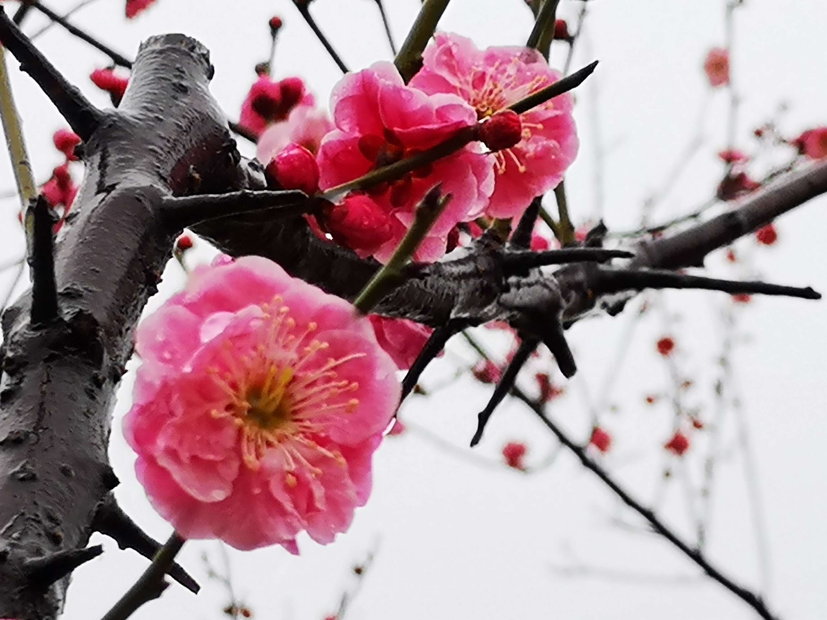 梅花的象征意义_梅花花语寓意象征_梅花象征什么