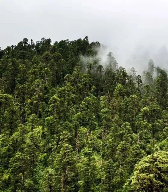 墨脱旅游攻略_墨脱旅游最佳季节_墨脱旅游