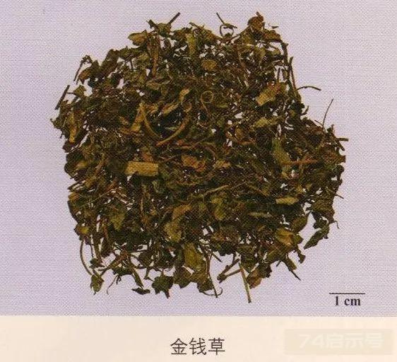 200味中药彩图谱，带图带功效，让你秒懂中药材！