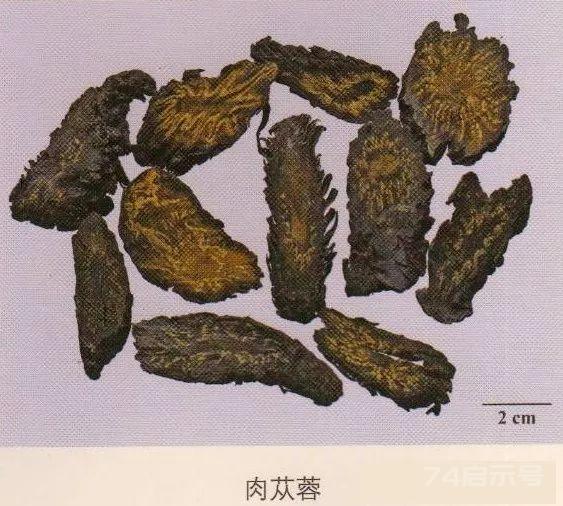 200味中药彩图谱，带图带功效，让你秒懂中药材！