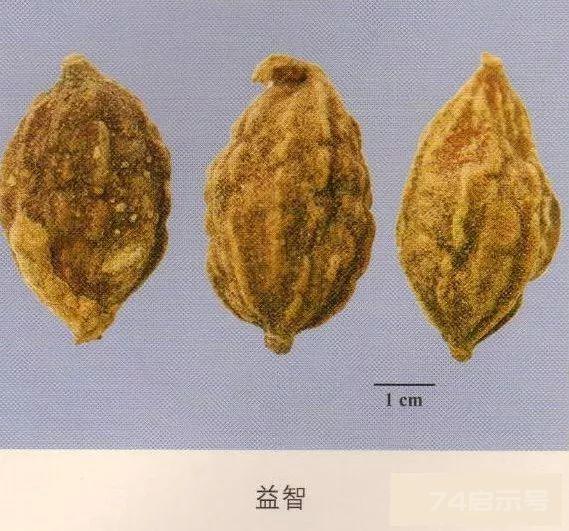 200味中药彩图谱，带图带功效，让你秒懂中药材！