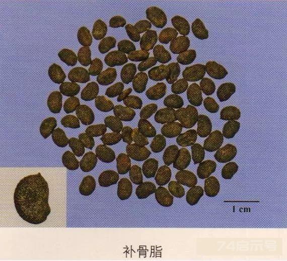 200味中药彩图谱，带图带功效，让你秒懂中药材！