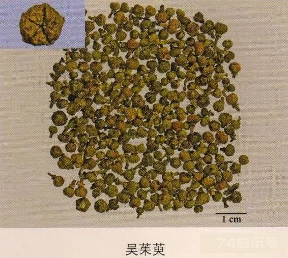 200味中药彩图谱，带图带功效，让你秒懂中药材！