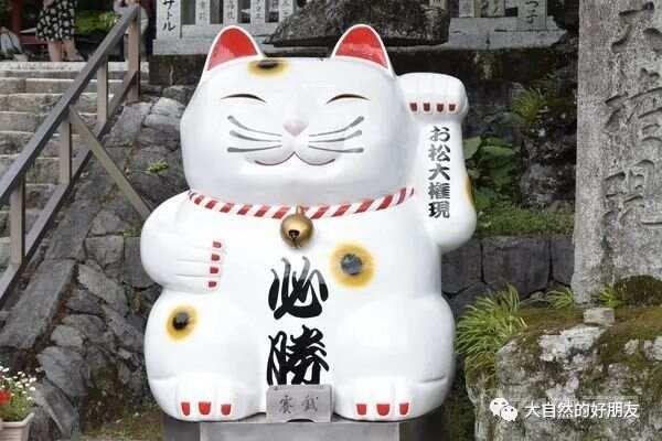 怪谈 | 日本妖猫（化け猫）的来源与“猫騒动”传说