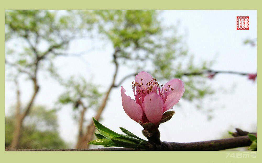 愿红颜，藏琼花玉洁香魂!文/图/乐